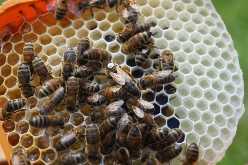 Elgon matki pszczele